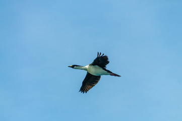 Flying Shag