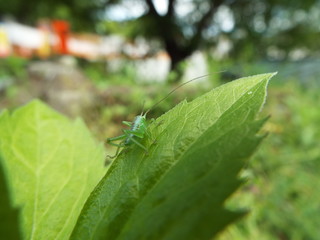 ヤブキリ 幼体 green clicket