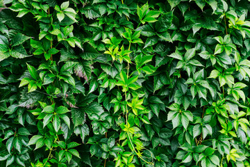 Parthenocissus plant on the wall. Green virginia creeper leaves.