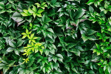 Parthenocissus plant on the wall. Green virginia creeper leaves.