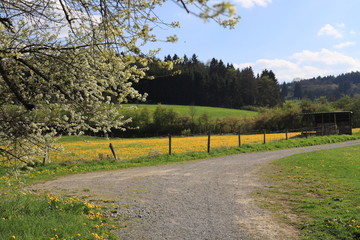 Fototapeta na wymiar Frühlingslandschaft