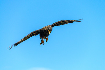 Striated Caracara