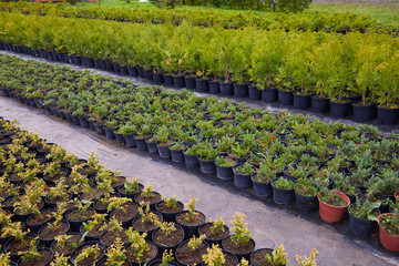 Juniper bushes in garden shop. Seedlings of juniper bushes in pots in garden store spring. Nursery of various green spruce plants for gardening. Different seedlings (Chamaecyparis, Thuja, Taxus, etc.)