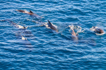 Obraz premium Long-Finned Pilot Whales in the Southern Atlantic Ocean