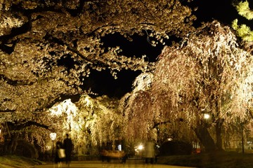 弘前城の桜②