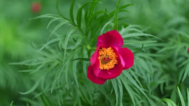 Magenta red flower of Peony Paeonia Anomala in spring breeze