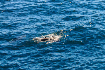 Obraz premium Long-Finned Pilot Whales in the Southern Atlantic Ocean