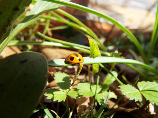 ナナホシテントウ ladybug