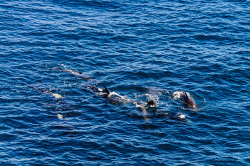 Fototapeta premium Long-Finned Pilot Whales in the Southern Atlantic Ocean