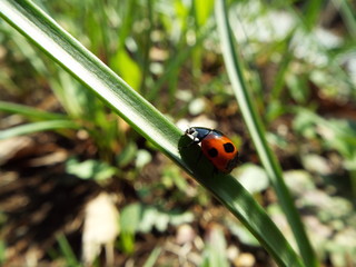 ナナホシテントウ ladybug