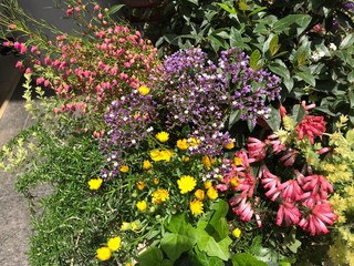 色とりどりの春の花