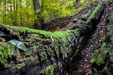 Moss growing on fallen tree in forest