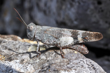 Longhorn Band-wing Grasshopper, Psinidia fenestralis