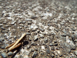バッタ grasshopper