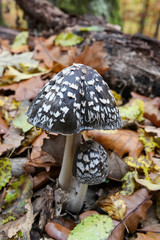 Coprinopsis picacea, magpie fungus, mushroom