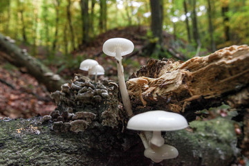 Porcelain fungus on trun of beech