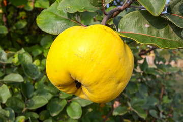 Yellow apple quince on the tree