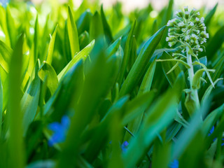 Green grass background texture. Field of fresh green grass texture as a background, top view, horizontal. Artificial green grass texture for background.