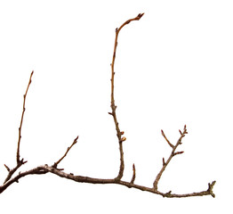 Fototapeta premium Dry pear branch with cracked bark on an isolated white background