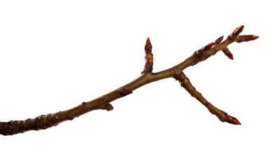 Dry pear branch with cracked bark on an isolated white background