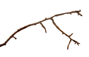 Fototapeta premium Dry pear branch with cracked bark on an isolated white background