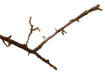 Dry pear branch with cracked bark on an isolated white background