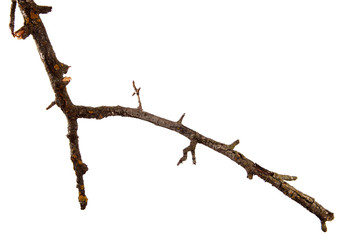 Dry pear branch with cracked bark on an isolated white background