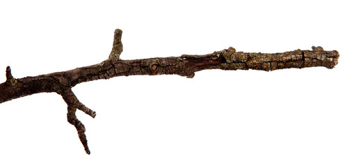 Dry pear branch with cracked bark on an isolated white background