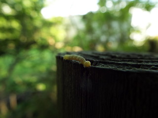 イモムシ larva
