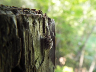 Obraz premium オオワラジカイガラムシ scale insect