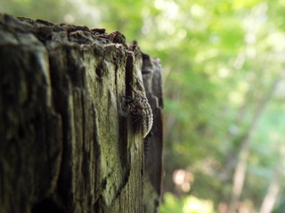 オオワラジカイガラムシ scale insect