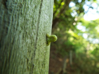 イモムシ larva