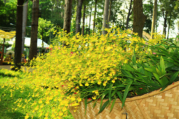 Obraz premium Orchid flower festival in Ho Chi Minh City 2019
