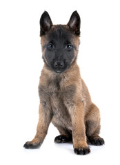 puppy malinois in studio