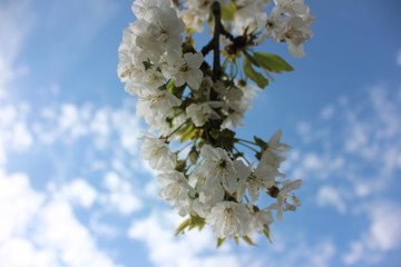almond blossom sky background