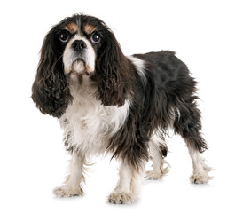 cavalier king charles