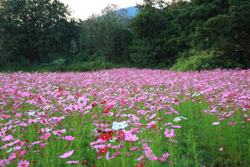 Sweet pink cosmos flowers are blooming in the outdoor garden with blurred natural background, So beautiful.
