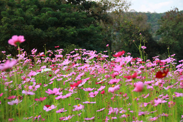 Sweet pink cosmos flowers are blooming in the outdoor garden with sun light and blurred natural background, So beautiful.