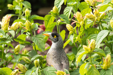 Noisy miner bird Manorina melanocephala