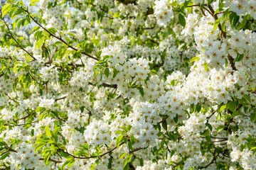 Spring floral background, white flowers of pear, blooming garden, gardening. Space for text. Copy space.