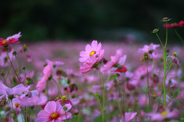 Sweet pink cosmos flowers are blooming in the outdoor garden with blurred natural background, So beautiful.