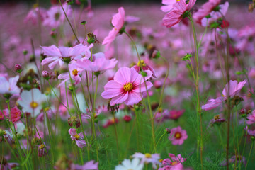 Fototapeta premium Sweet pink cosmos flowers are blooming in the outdoor garden with blurred natural background, So beautiful.