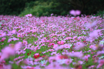 Fototapeta premium Sweet pink cosmos flowers are blooming in the outdoor garden with blurred natural background, So beautiful.