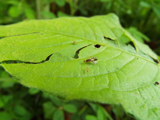 虫の死骸に群がるアリたち ants were swarming to dead