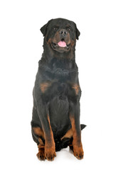 rottweiler in studio