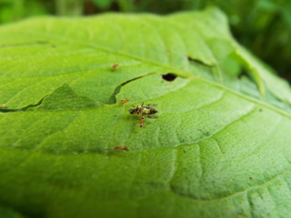 虫の死骸に群がるアリたち ants were swarming to dead