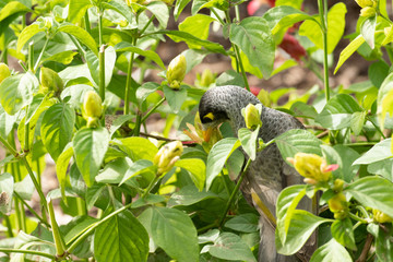 Noisy miner bird Manorina melanocephala