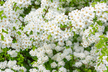 Spring floral background, white flowers of pear, blooming garden, gardening. Space for text. Copy space.