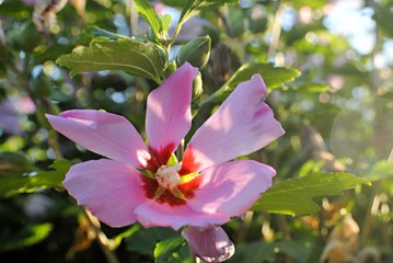 Obraz premium Fleur