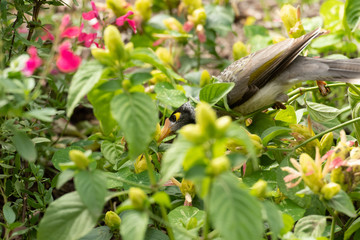 Noisy miner bird Manorina melanocephala